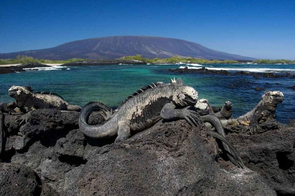Galápagos: donde las especies se adaptaron para sobrevivir 