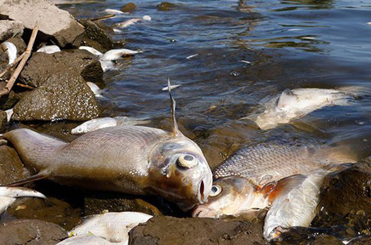 Sacaron 300 toneladas de peces muertos en el río Oder, en la frontera entre Alemania y Polonia.