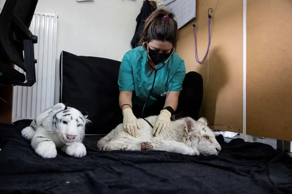Para reanimarla, los veterinarios intentaron que jugase con tigres de peluche. Foto: Gentileza