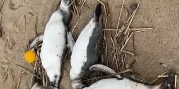 Aparecieron 2.000 pingüinos muertos en las costas de Uruguay y apuntan contra la pesca ilegal