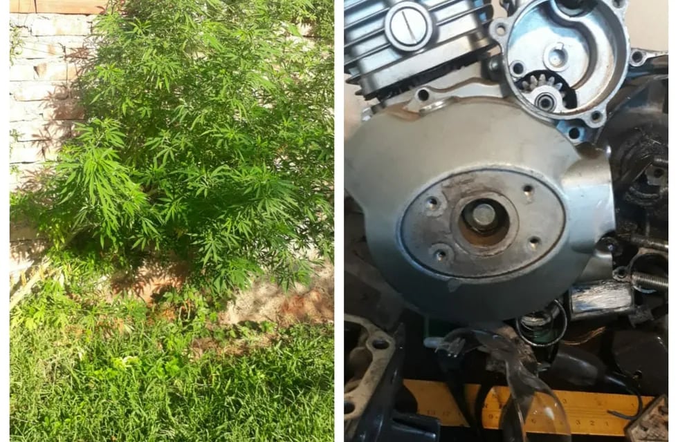 Las plantas de marihuana y un motor de moto robado. /Ministerio de Seguridad