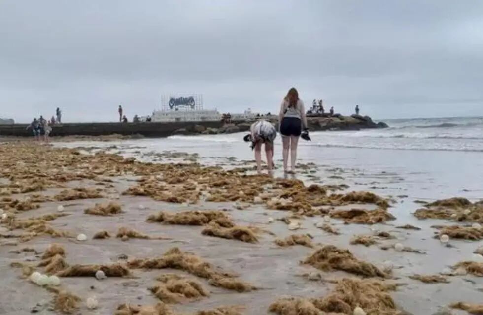 Babosa moteada, el pequeño animal con toxinas visto en las playas argentinas. Foto: 0223