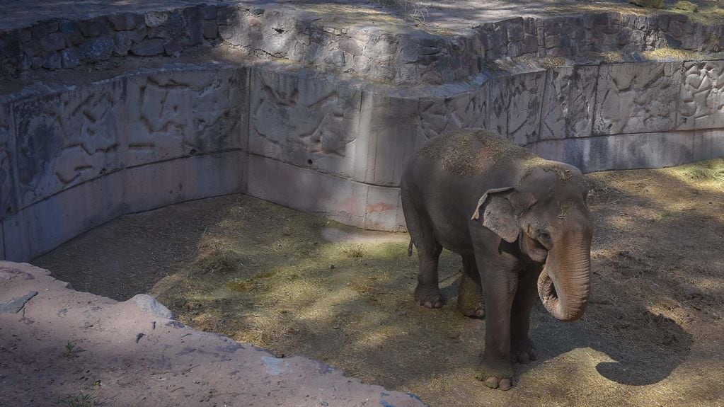 Video: así es el entrenamiento con que Tamy, el elefante que conmovió a Santi Maratea, se prepara para ir a Brasil. Foto: Archivo Los Andes.
