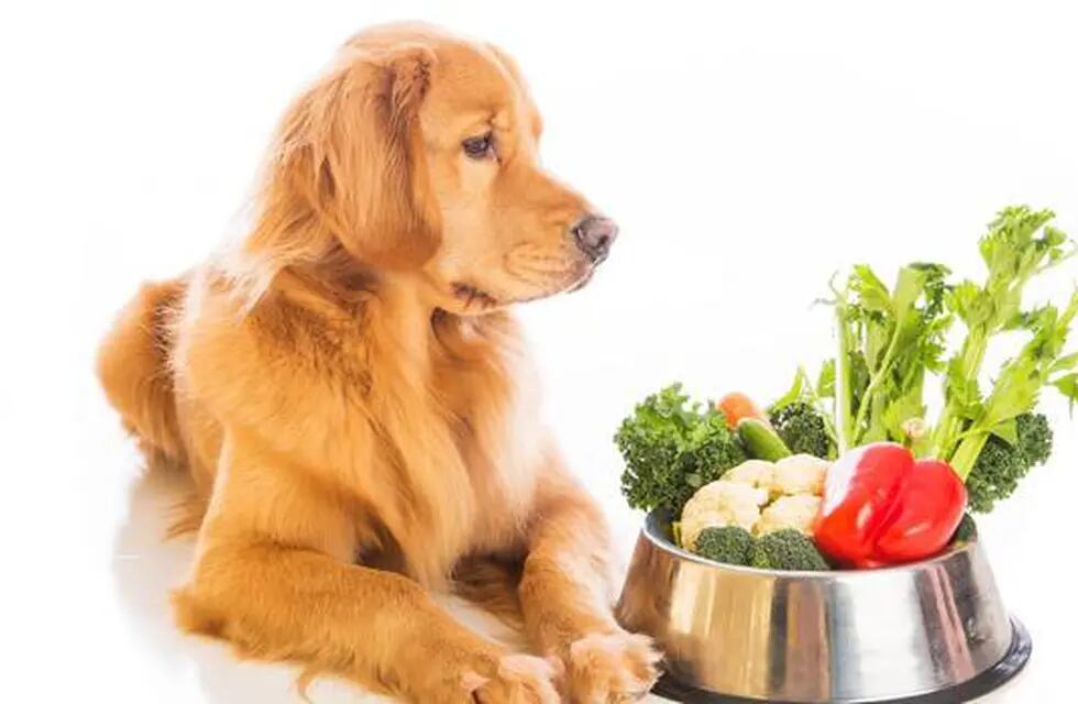 accidente autor De Verdad Perros veganos: ¿es posible adoptar una dieta sin carne para nuestras  mascotas?