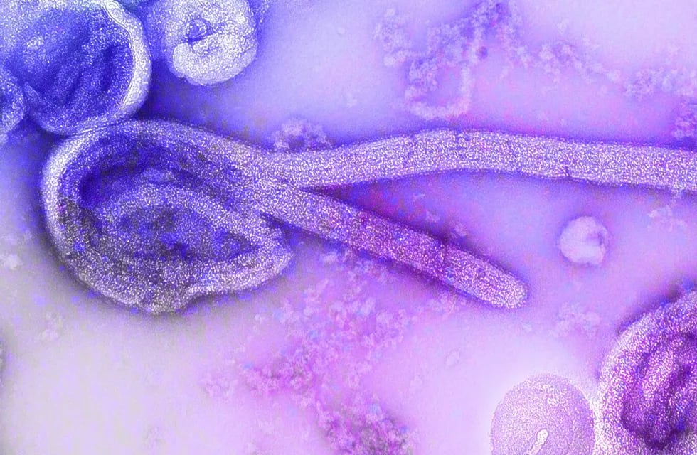 El virus fue detectado en Bolivia y genera gran preocupación.