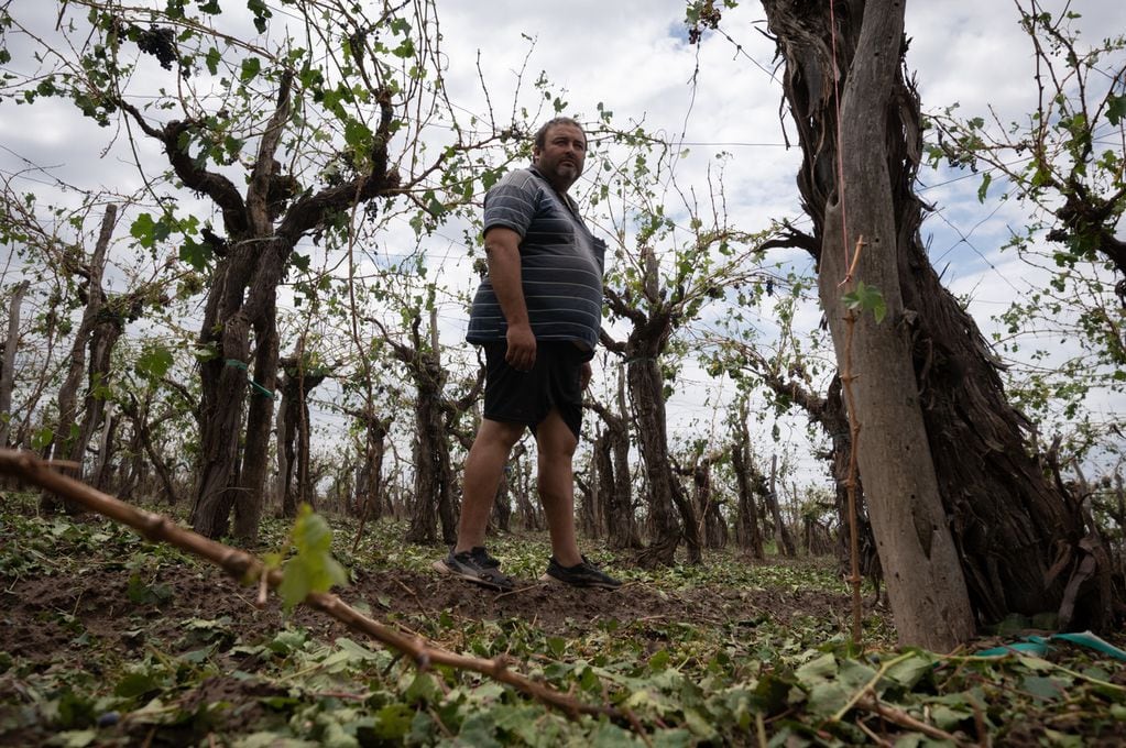“Nunca en mi vida vi algo así, ¡lo perdí todo!”: el dolor de los productores afectados por el granizo. Foto: Ignacio Blanco / Los Andes 