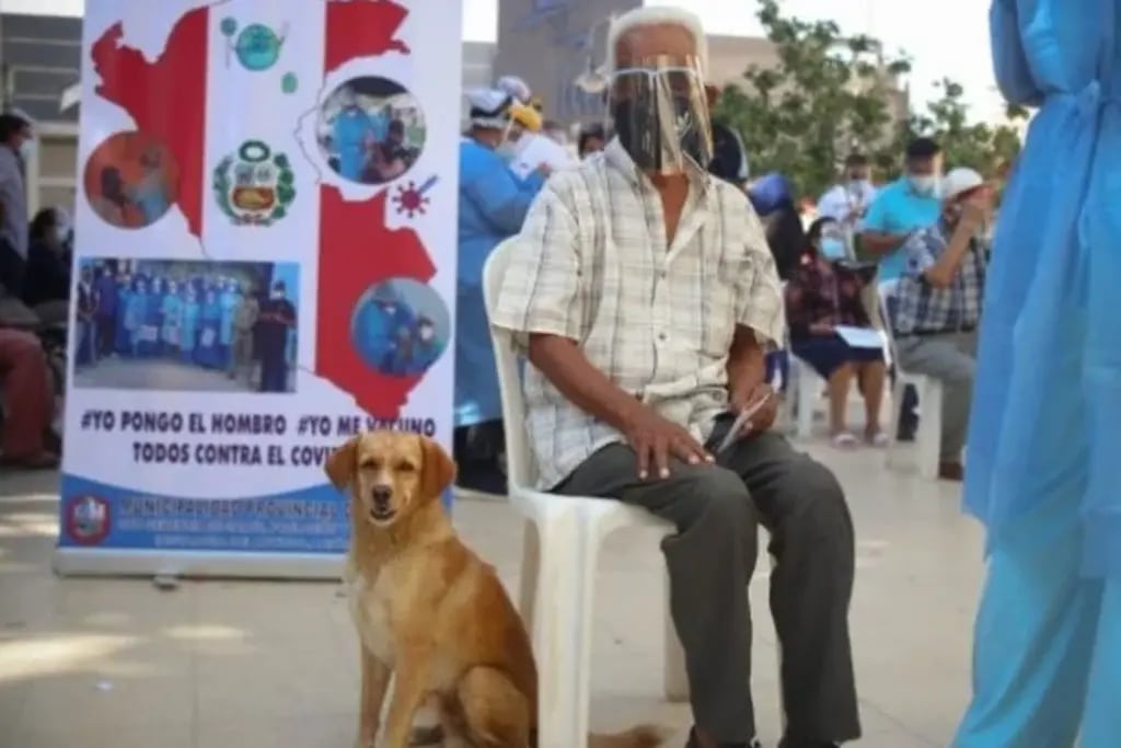 perro-abuelo-vacuna