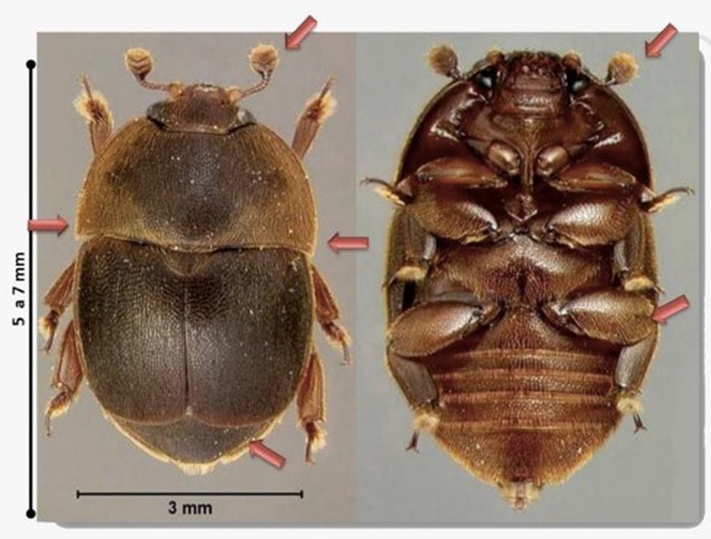El pequeño escarabajo de la colmena se puede distinguir de otros por la forma de terminación de las antenas