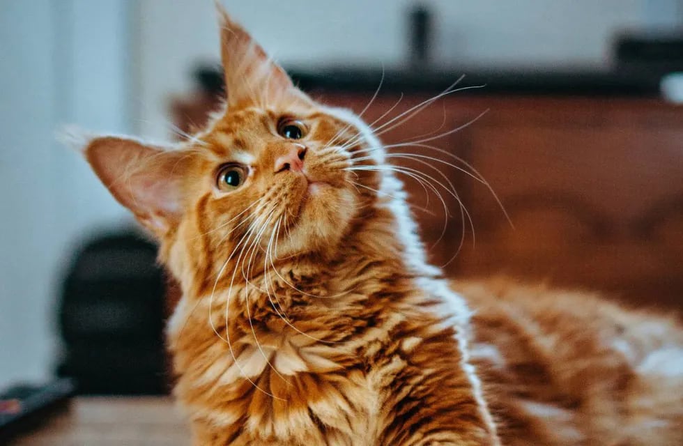 Alergia a los gatos: 5 mitos a derribar y cómo reducirlas (Unsplash)