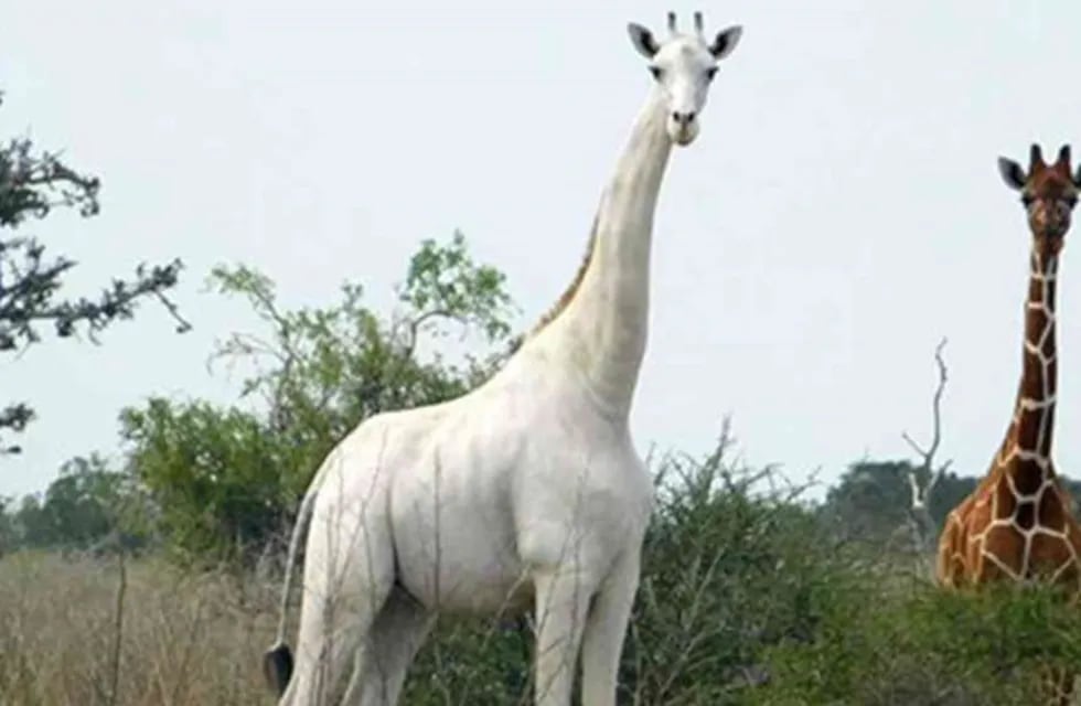 El último ejemplar de jirafa blanca fue fotografiada en el área de conservación Ishaqbini Hirola, en Kenia.