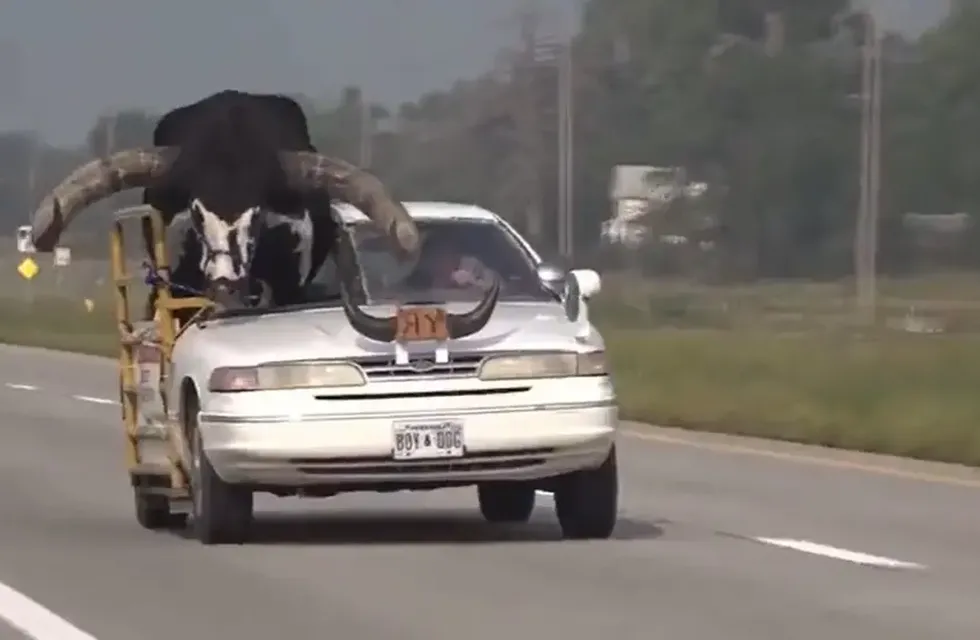 Un hombre condujo acompañado de un gran toro como copiloto y se viralizó. / Foto: Gentileza
