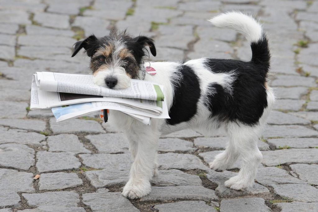 Consejos para adiestrar a los perros para que ayuden con las pequeñas tareas del hogar. (DPA)