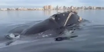 Salieron a dar una vuelta en kayak y una ballena se acercó a “jugar” con ellos
