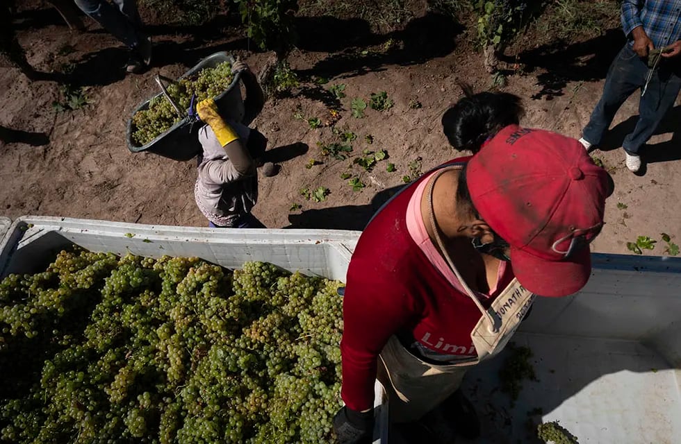 Cosecha de la uva. Foto: Ignacio Blanco / Los Andes