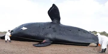 Ballenas muertas