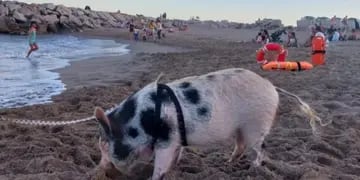 Video una mujer pasea a su chancho por las playas de La Perla