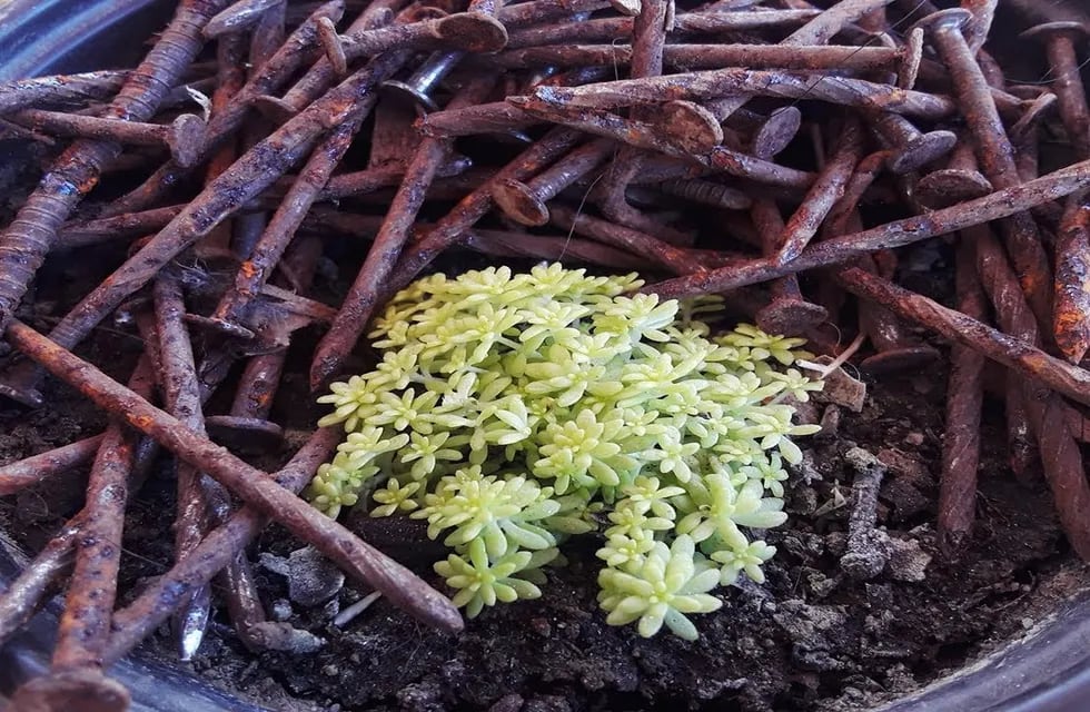 Esto ocurre si ponés clavos oxidados en las plantas de tu jardín. (Imagen ilustrativa / Web)