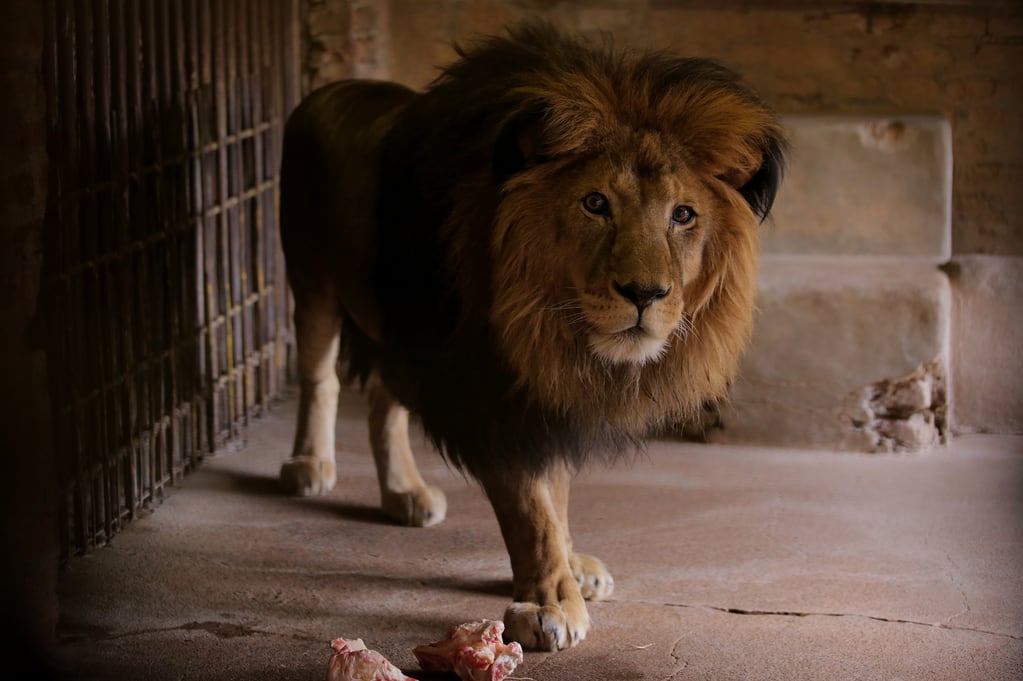 El león Chupino, cuando todavía vivía en el Zoo de Mendoza.