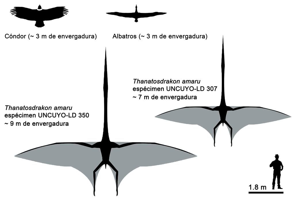 Thanatosdrakon amaru, el pterosarurio más grande de Sudamérica.