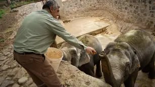 Fotos: así fue el entrenamiento y la adaptación de las elefantas Pocha y Guillermina con sus cuidadores. Foto: Ignacio Blanco / Los Andes.