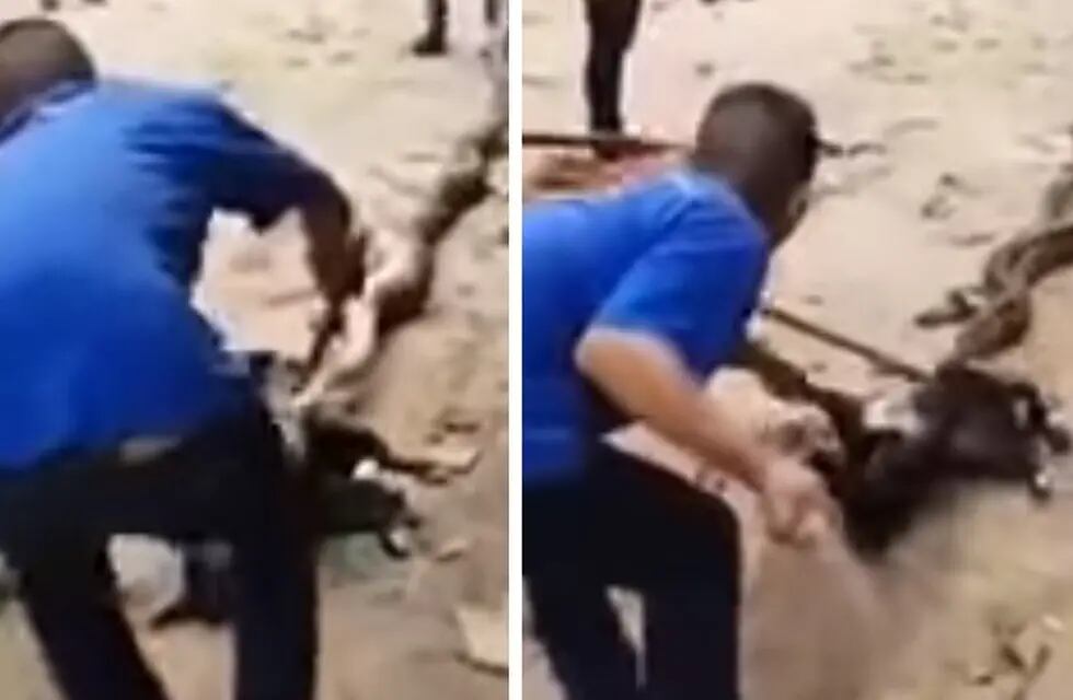 Video: rescatan a un perro a punto de morir asfixiado por una pitón