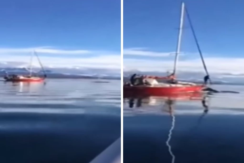 Un velero embistió a una ballena en el Canal de Beagle y buscan a los responsables.