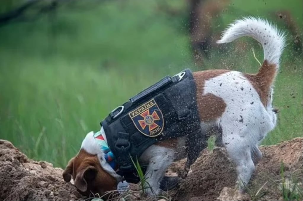 Pastor, el perro que ha rastreado más de 200 minas y bombas sin explotar en Ucrania y es un héroe nacional. Foto: Clarín.