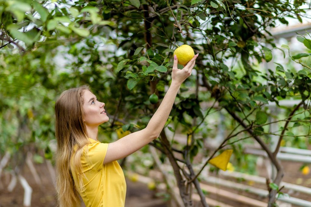 En limoneros jóvenes, conviene quitar las ramas más cargadas de frutos, para alivianar al árbol y permitir una mayor aireación de la copa.