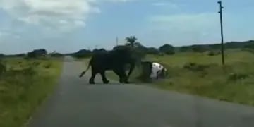Un elefante agresivo sorprendió a una familia en el camino y se lanzó sobre su auto hasta volcarlo