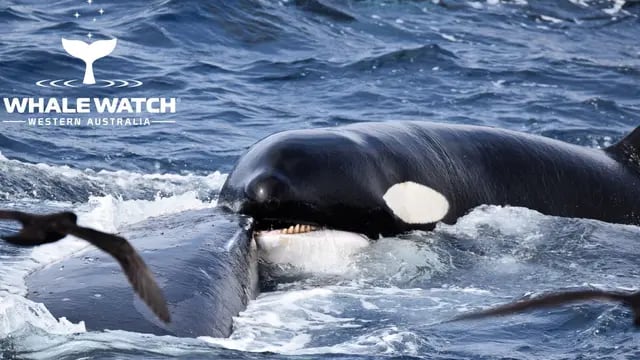 El video de una manada de orcas hambrientas persiguiendo a una ballena azul hasta devorarla fue viral en las redes sociales