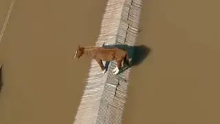 Rescataron a “Caramelo”, el caballo atrapado en un techo tras la inundación en Brasil