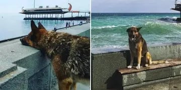 Falleció 'Hachiko de Crimea', el perro que esperó por años el regreso de su dueño