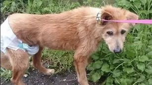 El can fue rescatado de la calle en España y llevado por una mujer a Reino Unido, donde inició una campaña solidaria para su tratamiento.