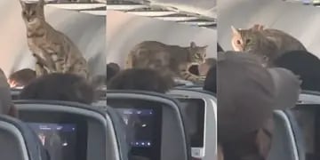 “El gato volador”: un minino escapó de su jaula en pleno vuelo y caminó sobre todos los pasajeros. Foto: TikTok