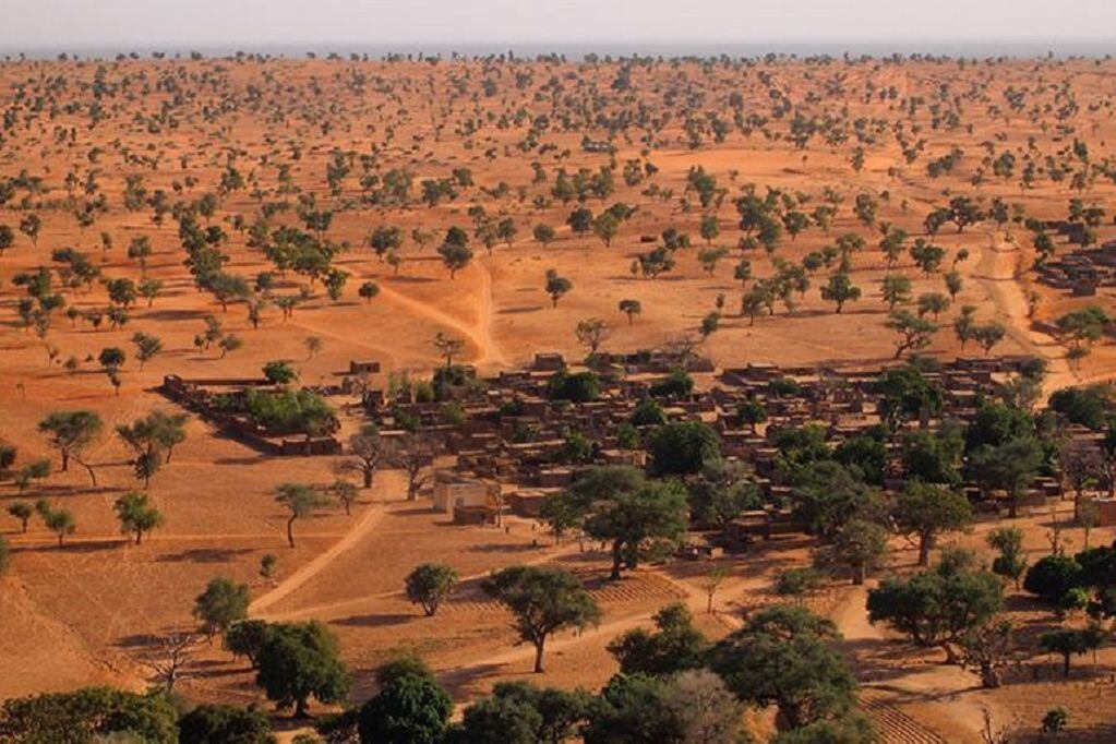 Descubrieron más de 1.800 millones de árboles en el desierto de Sahara - Gentileza BBC Mundo