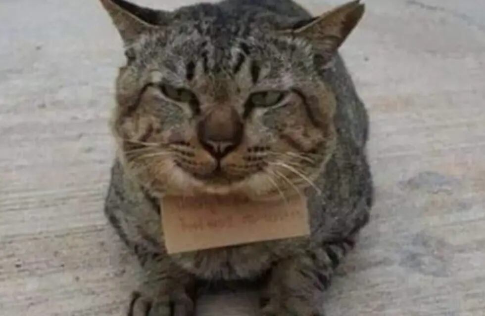 El gato con la nota de la dueña de la pescadería. Sucedió en Tailandia.