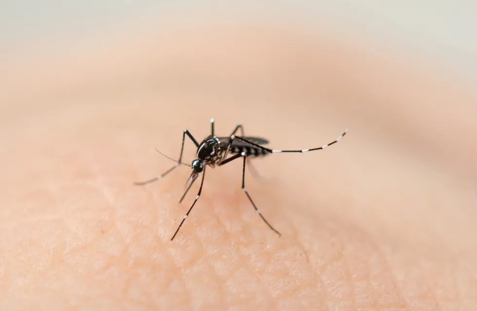 El dengue es capaz de presentar formas graves que pueden comprometer la vida.
