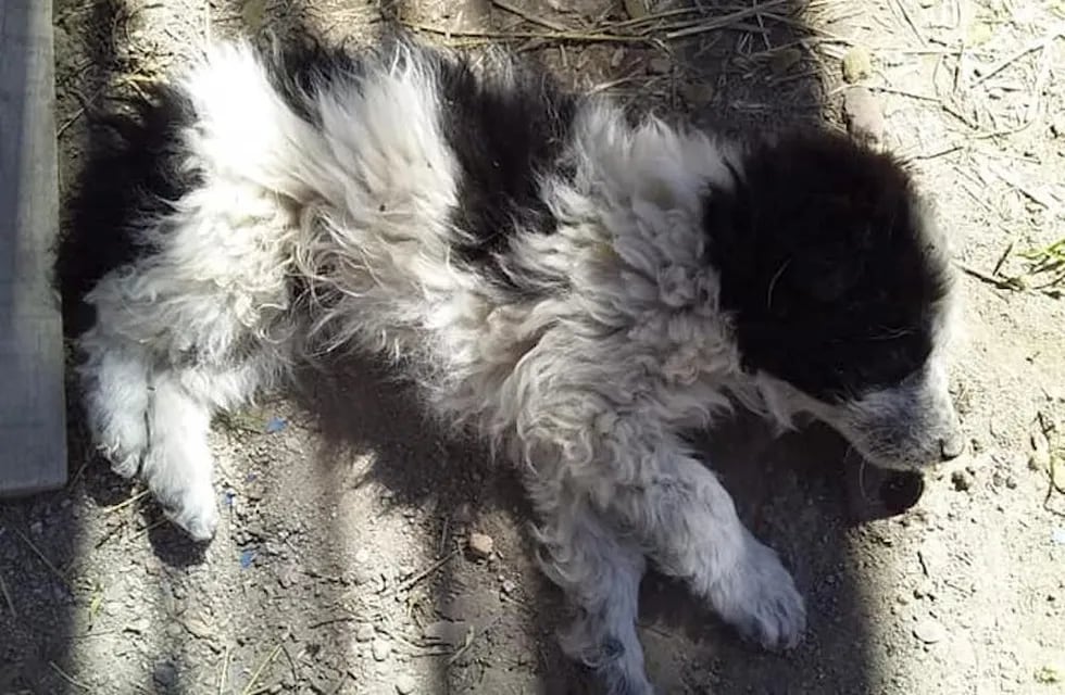 Encuentran envenenados a 30 perros en una zona rural de Luján.