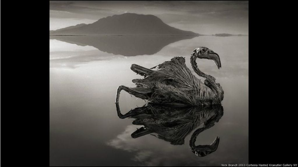 Flamenco petrificado en el misterioso lago africano