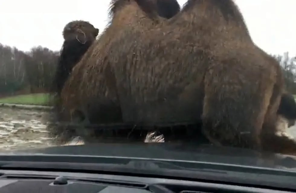 Una familia inglesa se llevó un gran susto cuando un camello se sentó en el capot de su auto. Foto @stephenmoyes