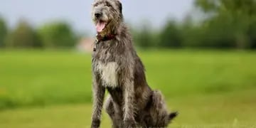 Irish Wolfhound (lobero irlandés)
