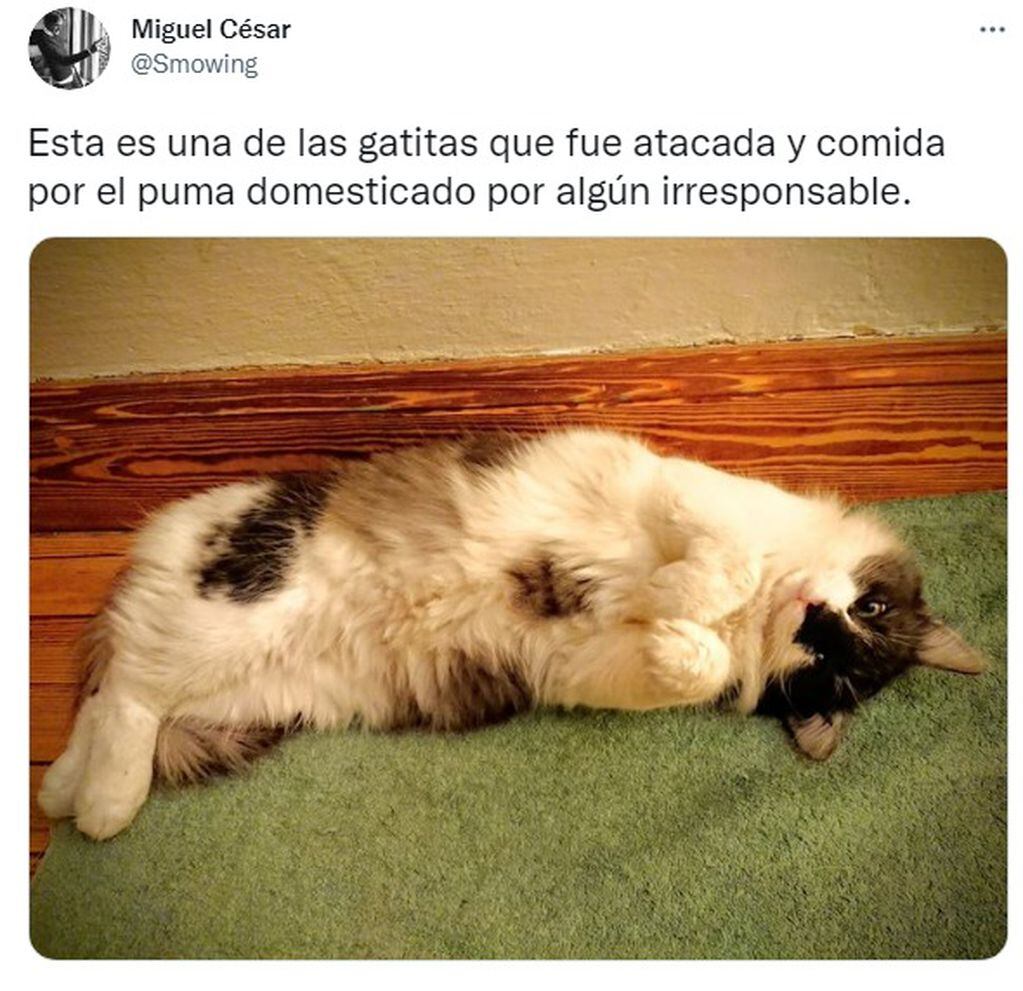 Un usuario mostró fotos de las gatas atacadas por un puma (Foto: Miguel César).