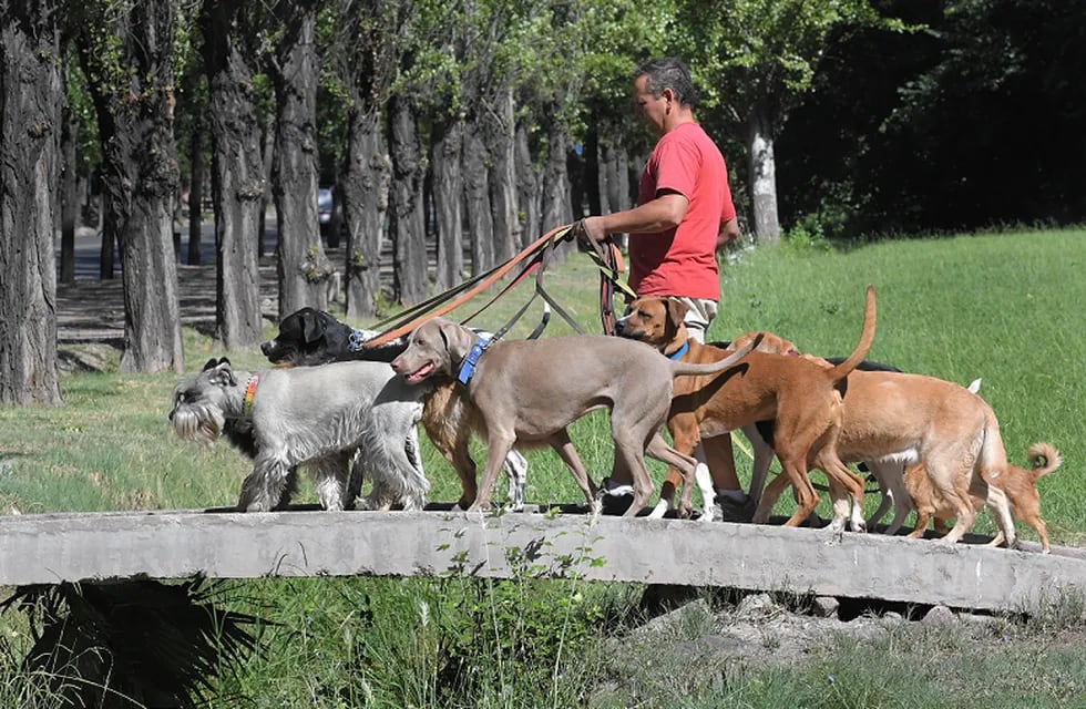 Paseadores de perros: un oficio que crece por la falta de tiempo