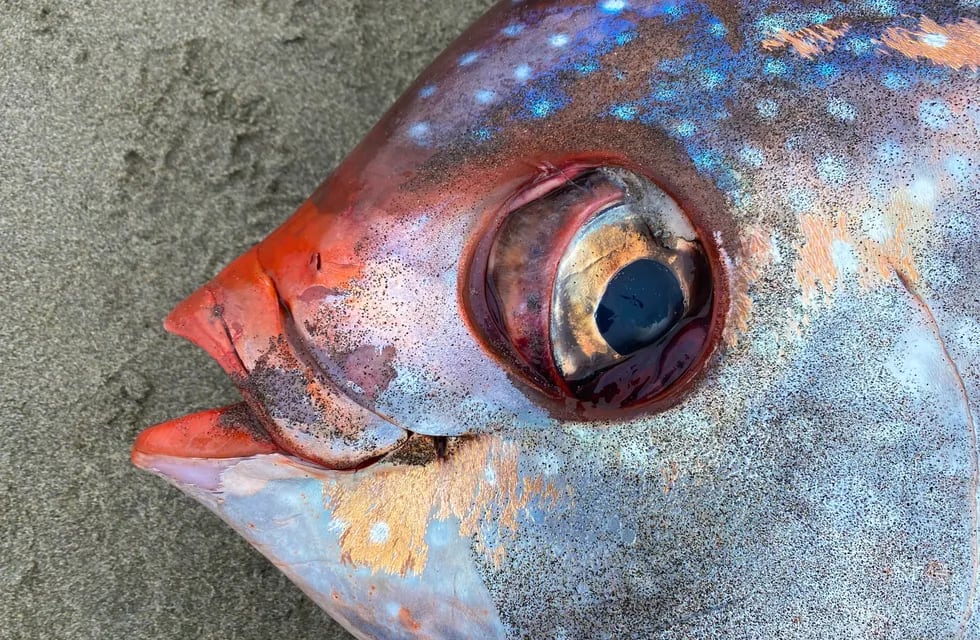 El extraño pez que apareció en la costa de Oregon, Estados Unidos.