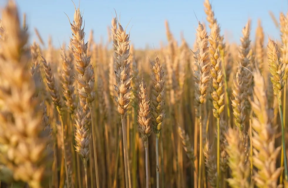 Producción de trigo. Se apuesta a una serie de incentivos y facilidades para los productores, para que puedan acceder a los insumos necesarios para emprender la siembra.