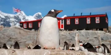 Buscan personas para cuidar pingüinos en la Antártida.