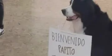El tierno video de un perro esperando a su dueño en la zona de arribos de un aeropuerto