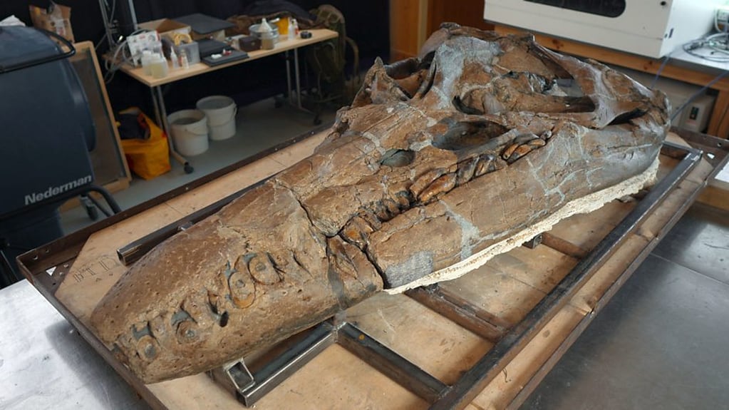 Los pliosaurios llegaron a medir entre 9,8 y 14,4 metros - BBC