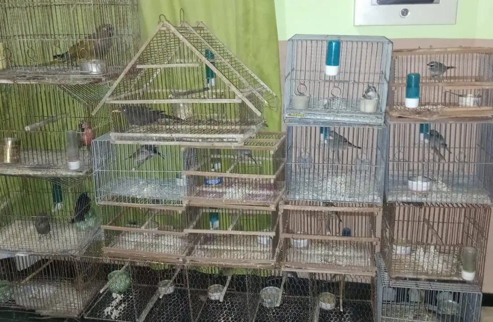 Las aves secuestradas en San Rafael. Gentileza Ministerio de Seguridad