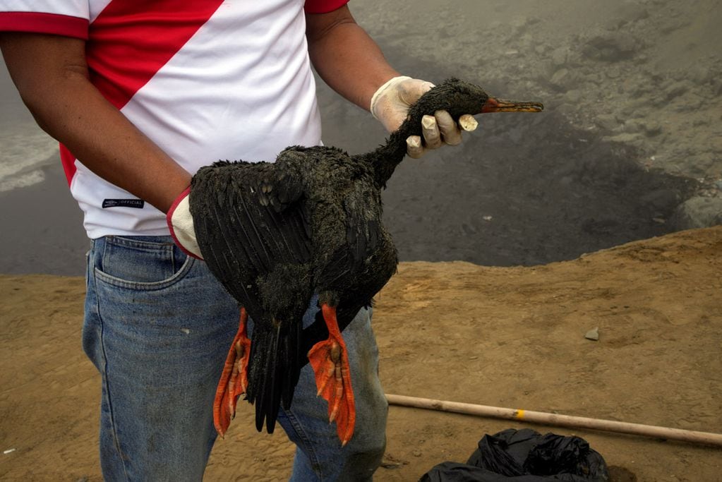 Trabajadores continúan limpiando las playas contaminadas en Playa Cavero, Perú, un mes después del derrame de un buque petrolero de Repsol. (AP)